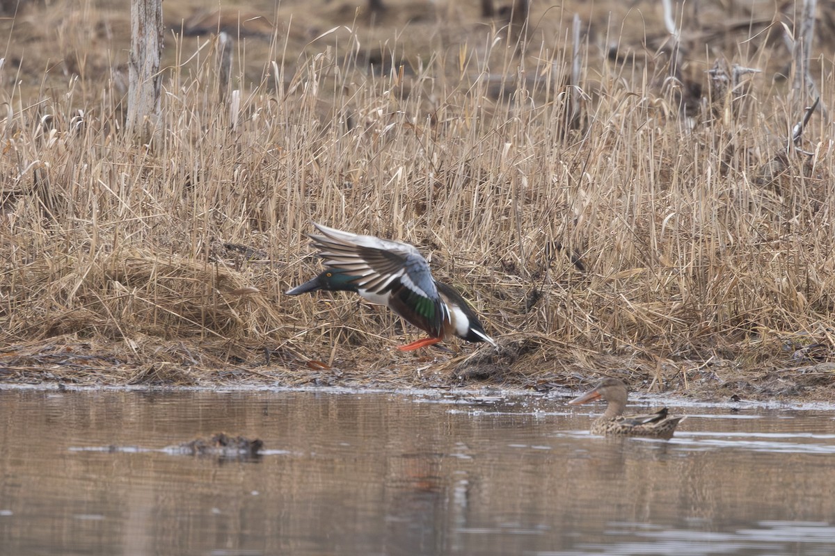 skjeand - ML645254360