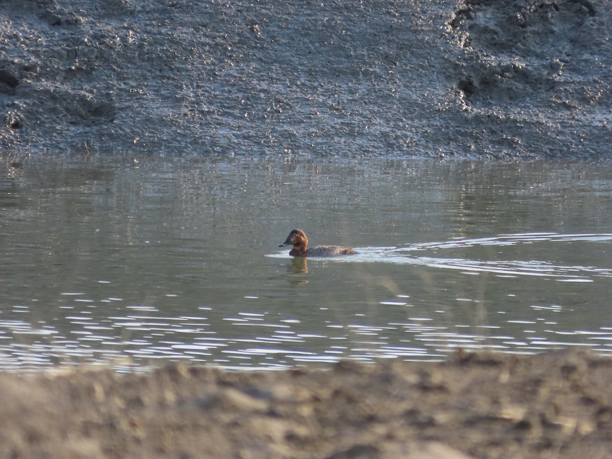 Common Pochard - ML645254368