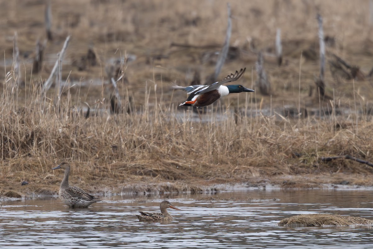 skjeand - ML645254369