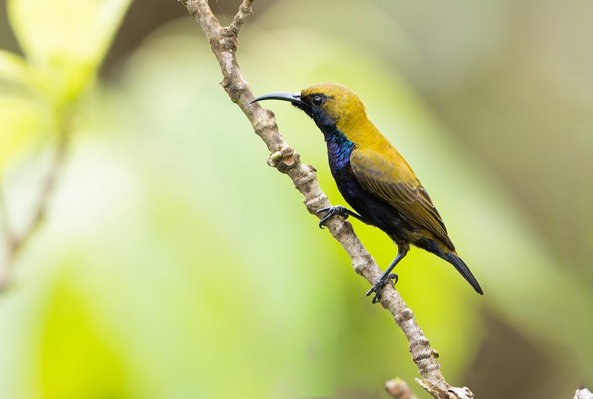 South Moluccan Sunbird - ML645254374