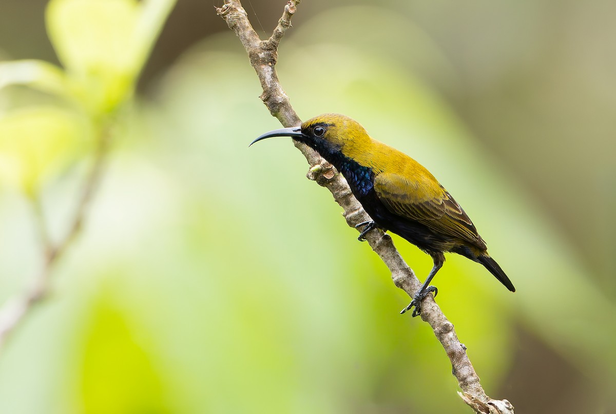 South Moluccan Sunbird - ML645254375