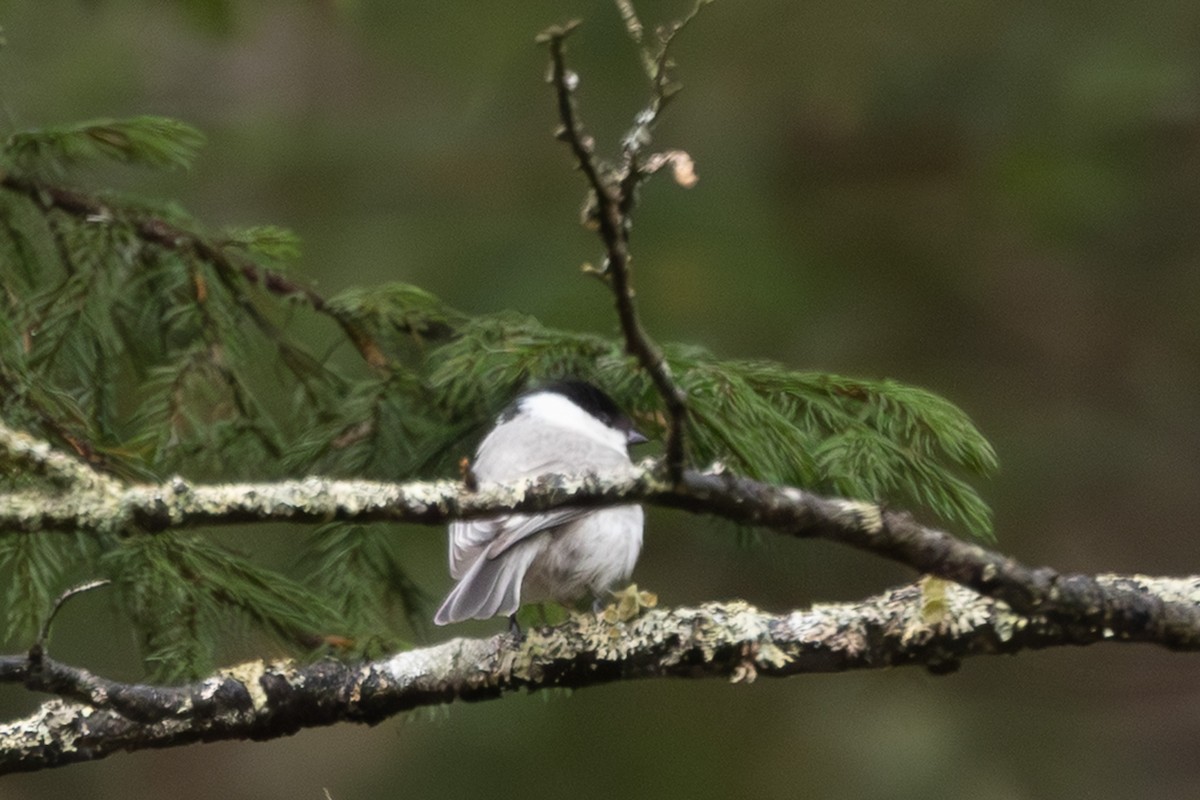 løvmeis - ML645254387