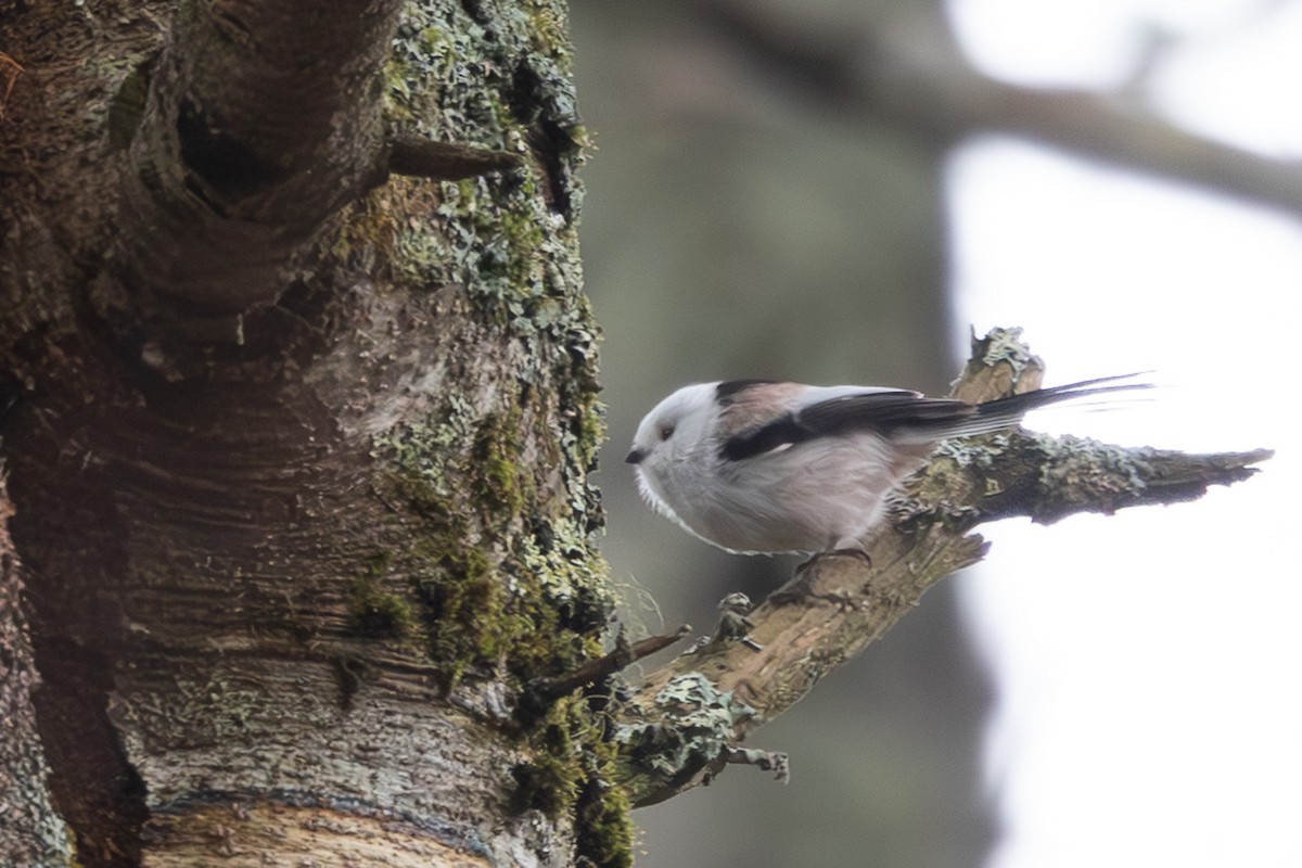 stjertmeis - ML645254391