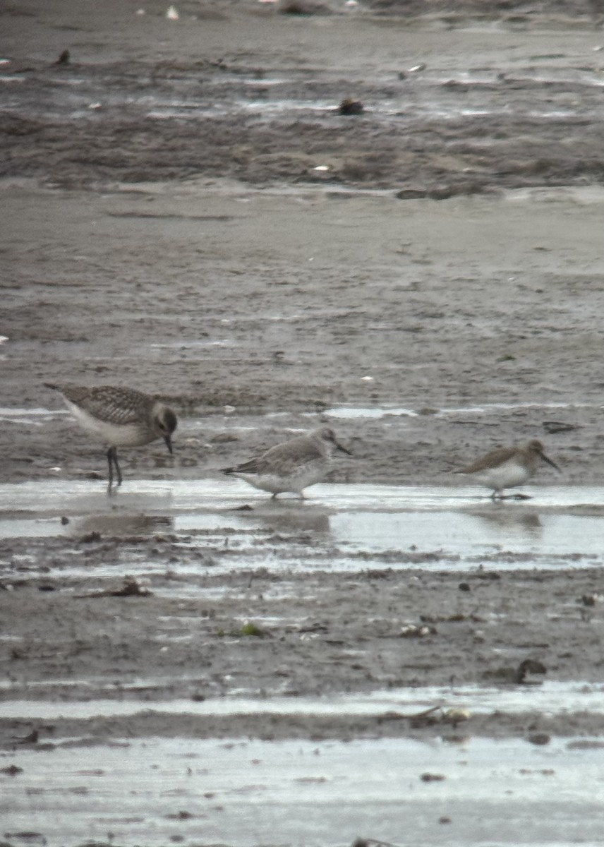 Bécasseau maubèche - ML645254402