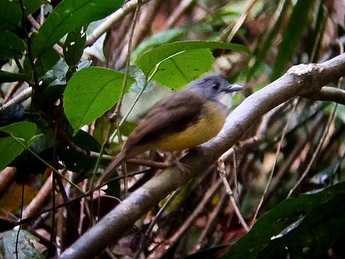 Bulbul Capirotado - ML645254403