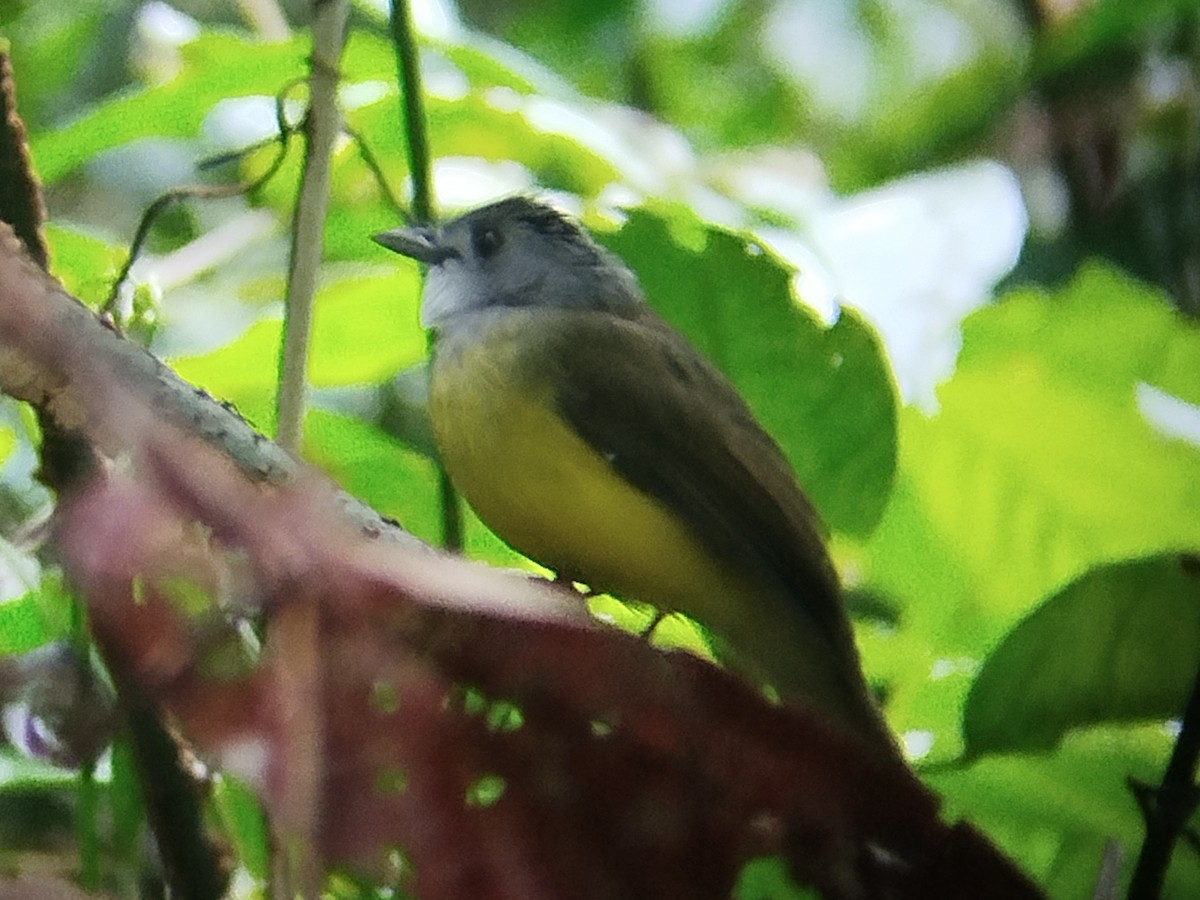 Bulbul Capirotado - ML645254404
