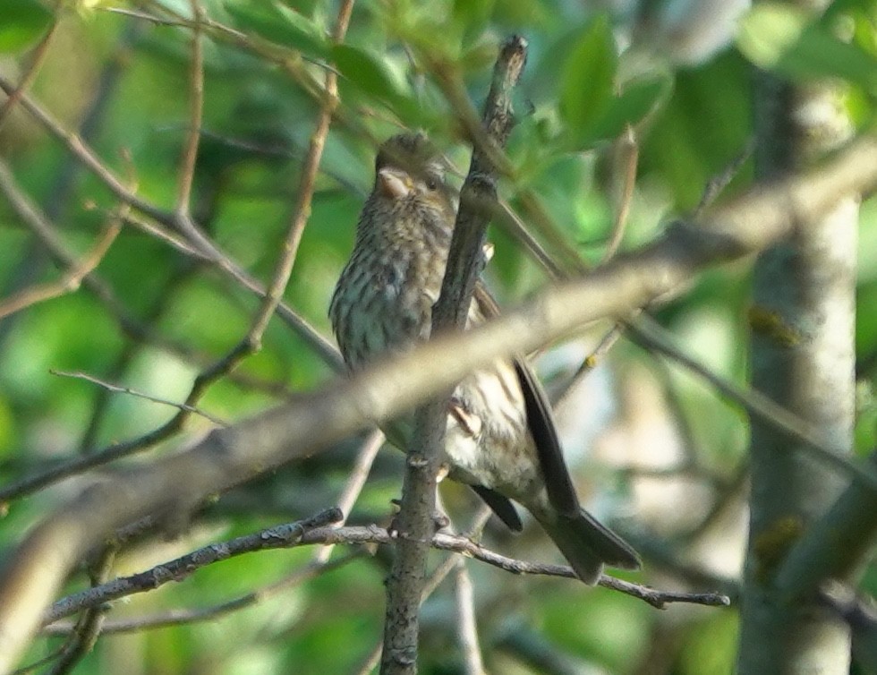 Чечевиця кармінова (підвид californicus) - ML645254414