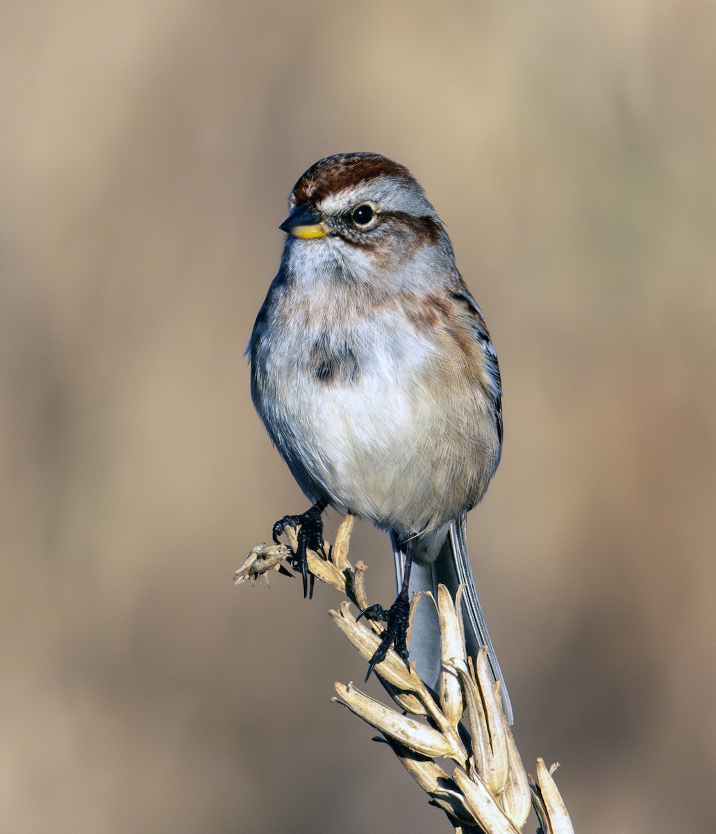Пасовник північний - ML645254418