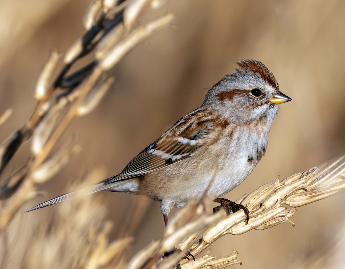 Пасовник північний - ML645254419