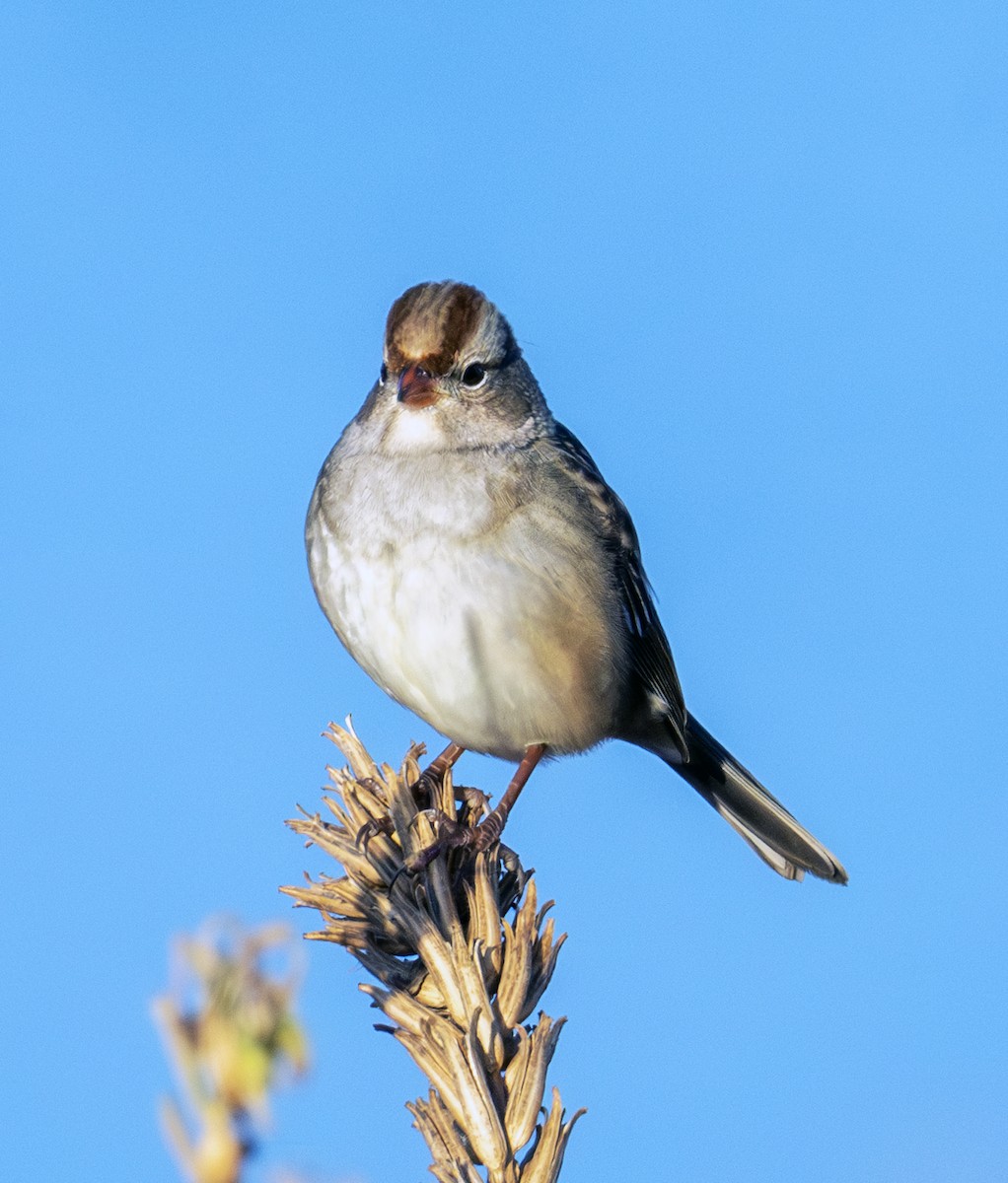 White-crowned Sparrow - ML645254422