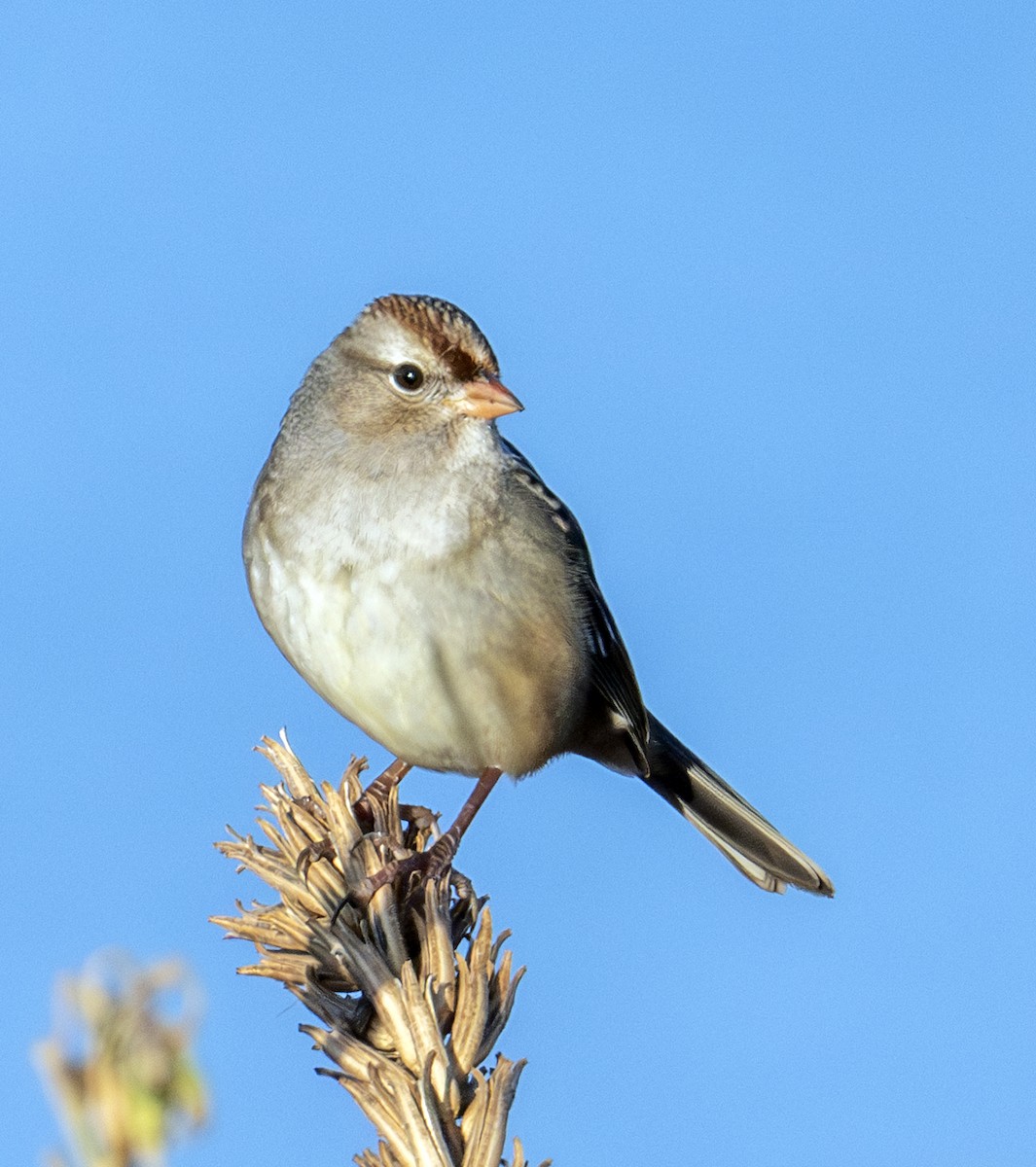 White-crowned Sparrow - ML645254423
