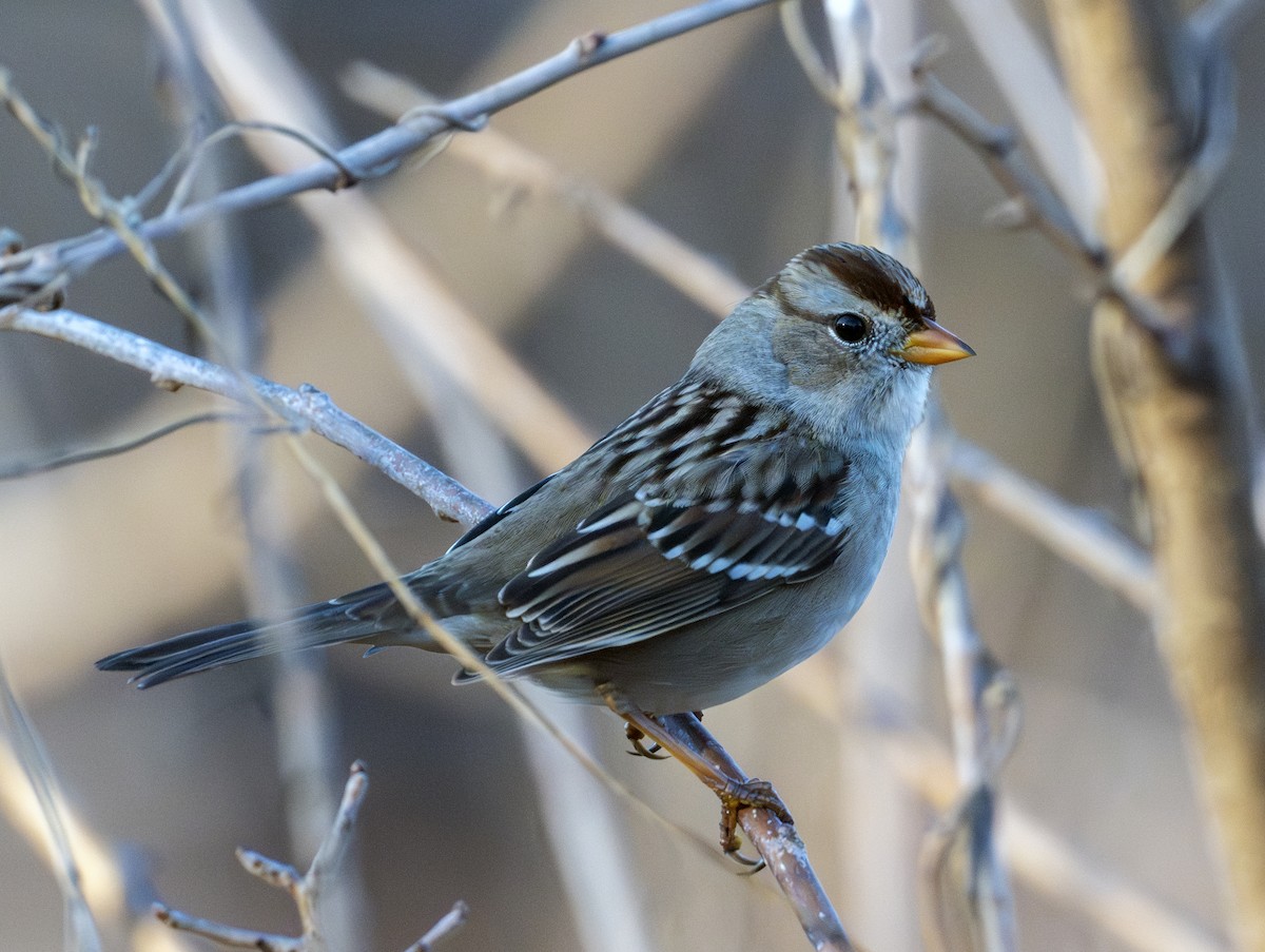 White-crowned Sparrow - ML645254424