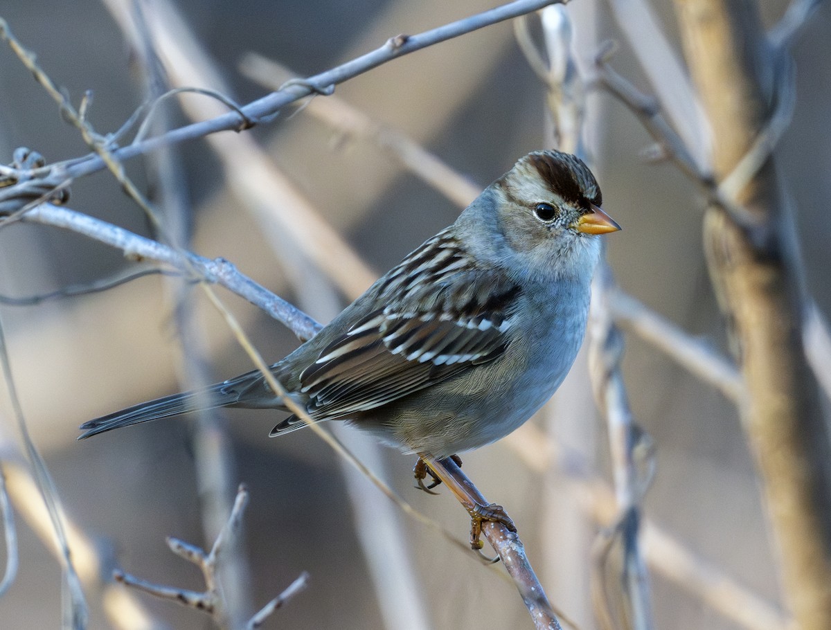 White-crowned Sparrow - ML645254425