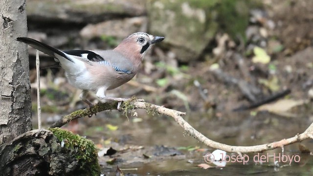 Eurasian Jay - ML645254429