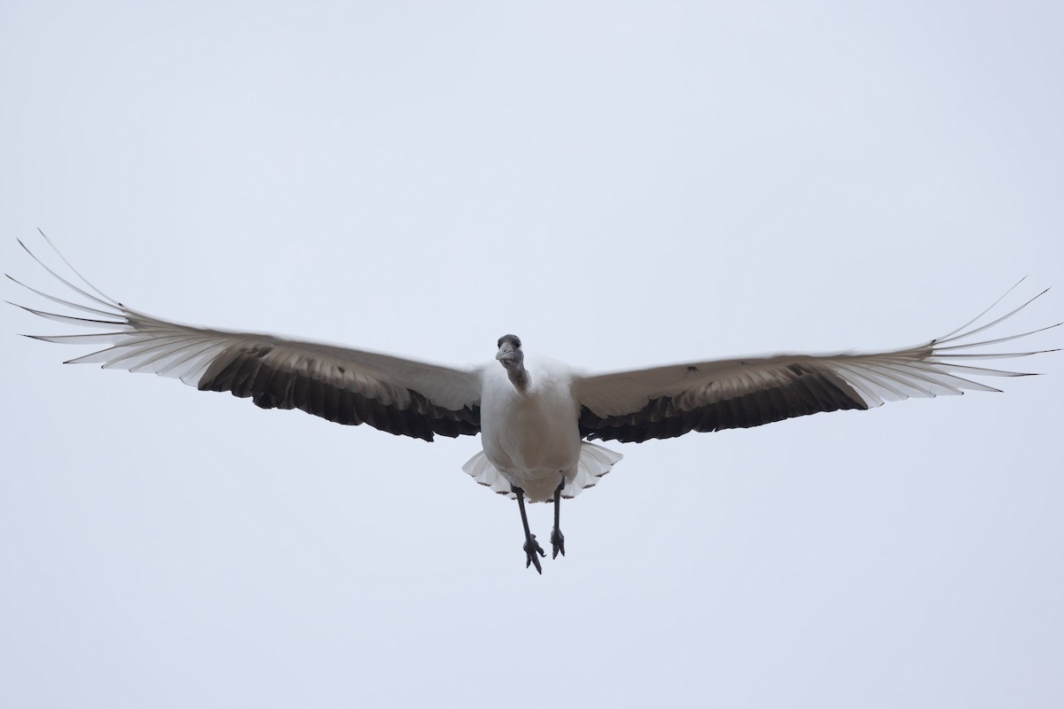 japantrane - ML645254430