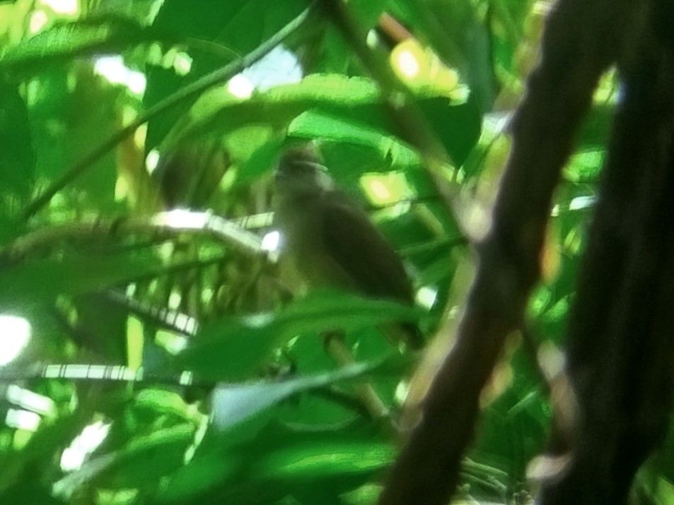 Spectacled Bulbul - ML645254435