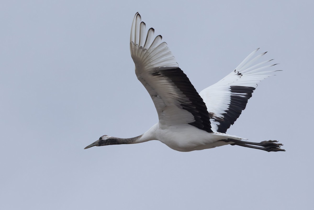 japantrane - ML645254438