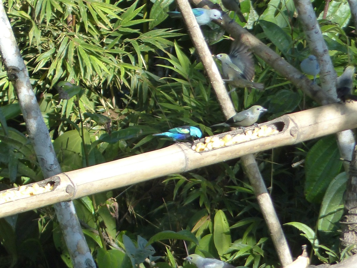 Танагра блакитношия - ML645254450