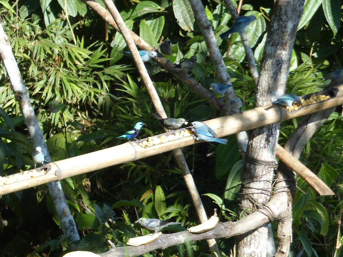 Танагра блакитношия - ML645254451