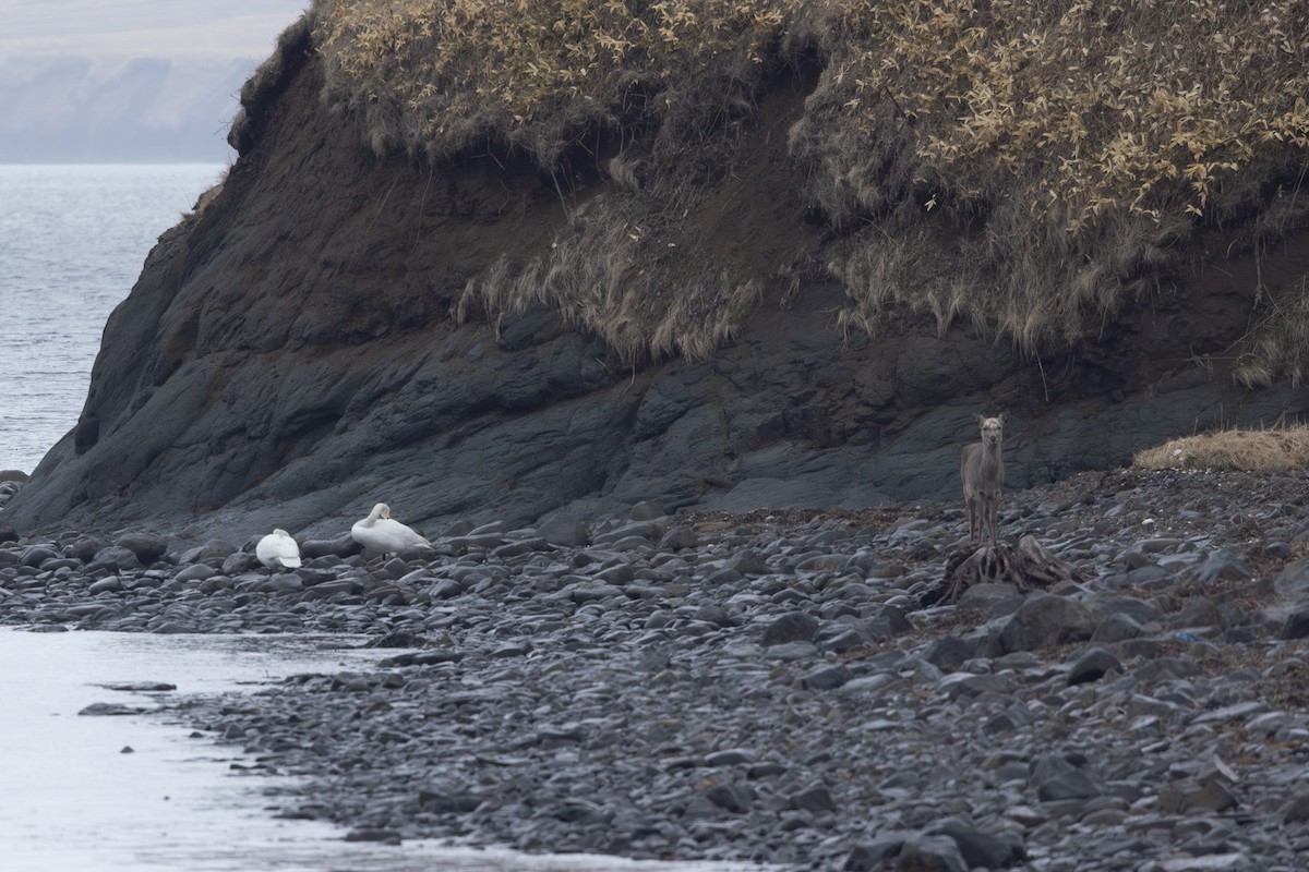 sangsvane - ML645254454