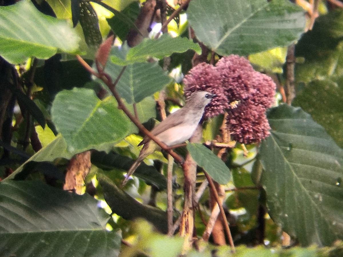 Yellow-vented Bulbul - ML645254455