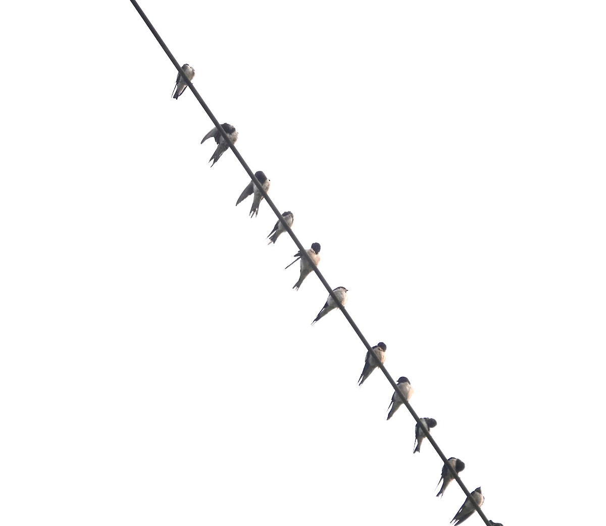 Wire-tailed Swallow - ML645254459