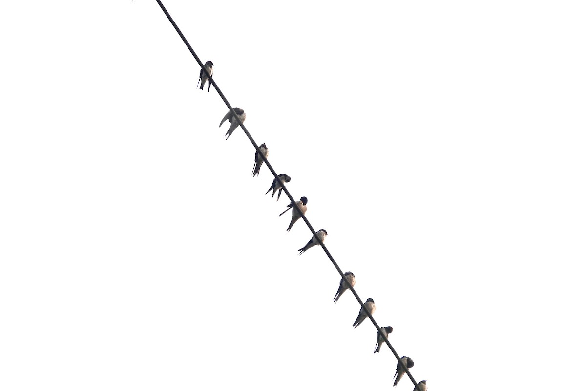 Wire-tailed Swallow - ML645254460