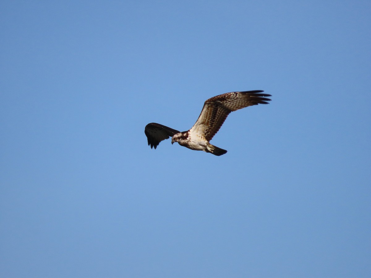 魚鷹 - ML645254461