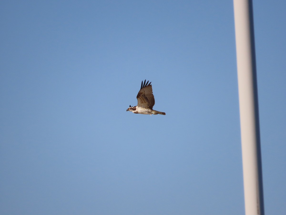 魚鷹 - ML645254463