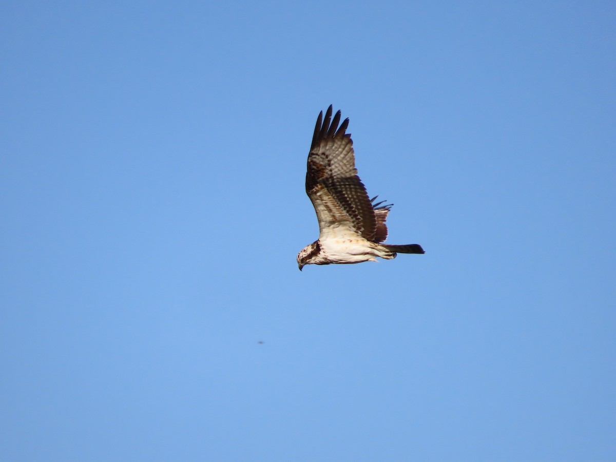 魚鷹 - ML645254464