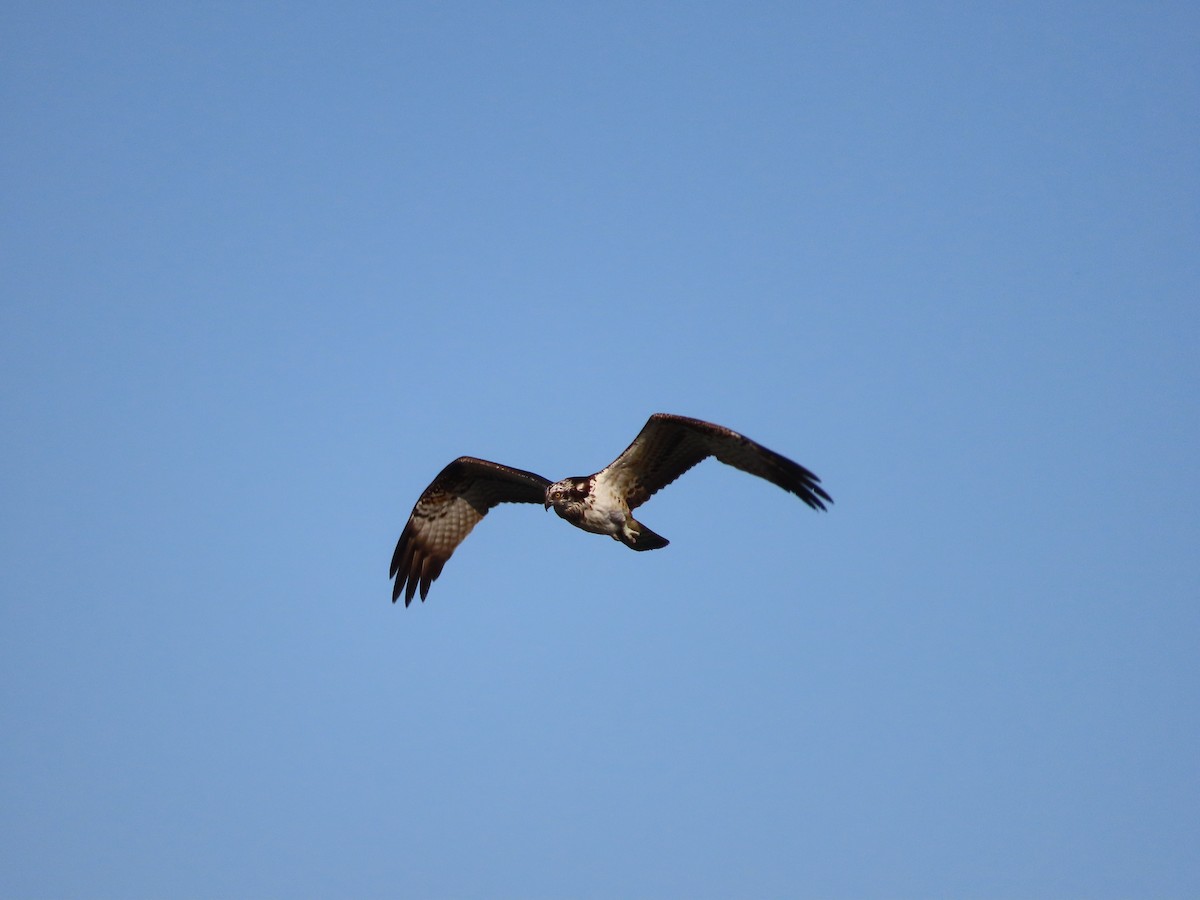 魚鷹 - ML645254466