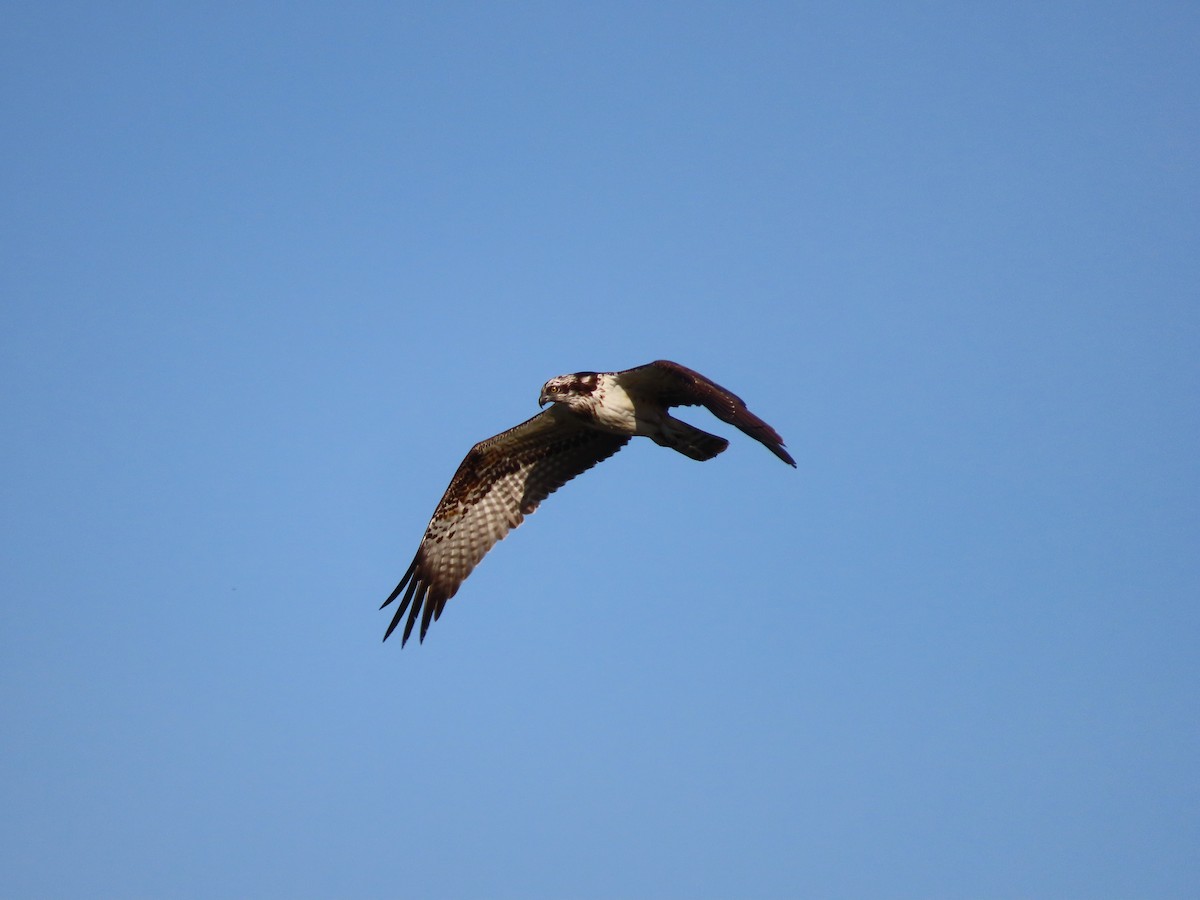 魚鷹 - ML645254467