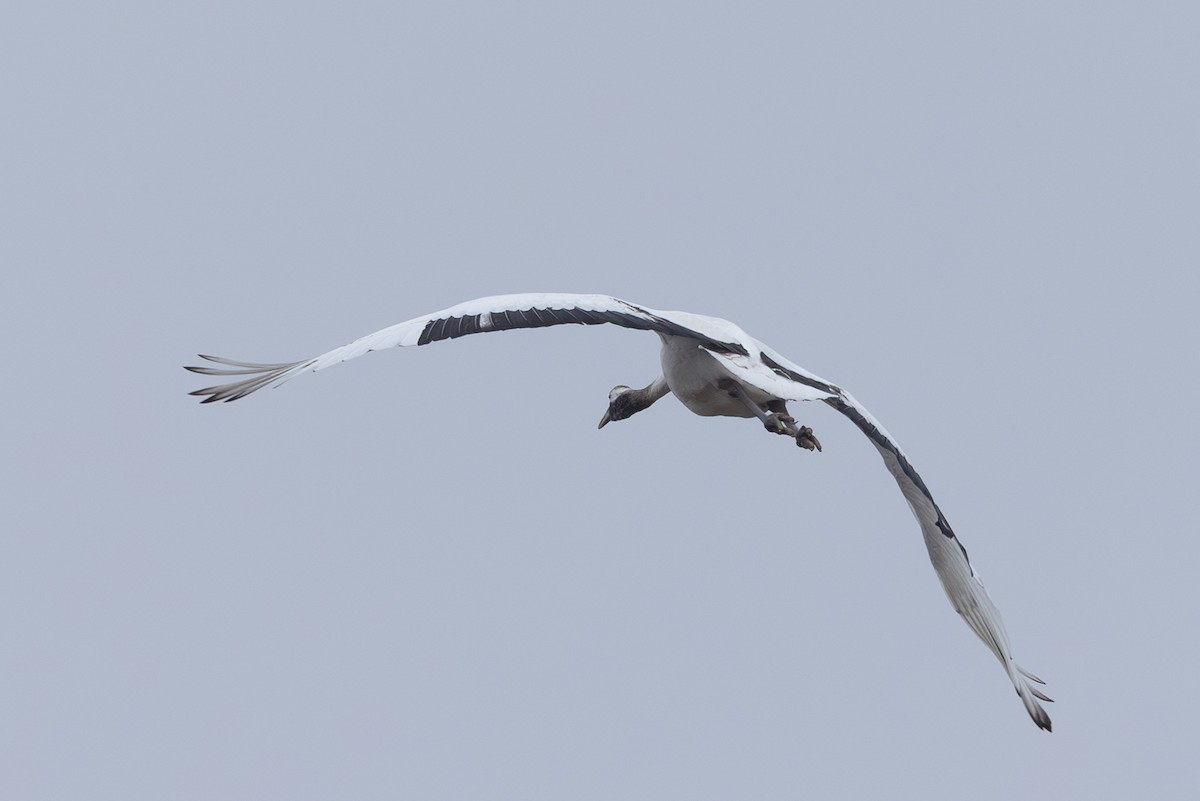 丹頂鶴 - ML645254469