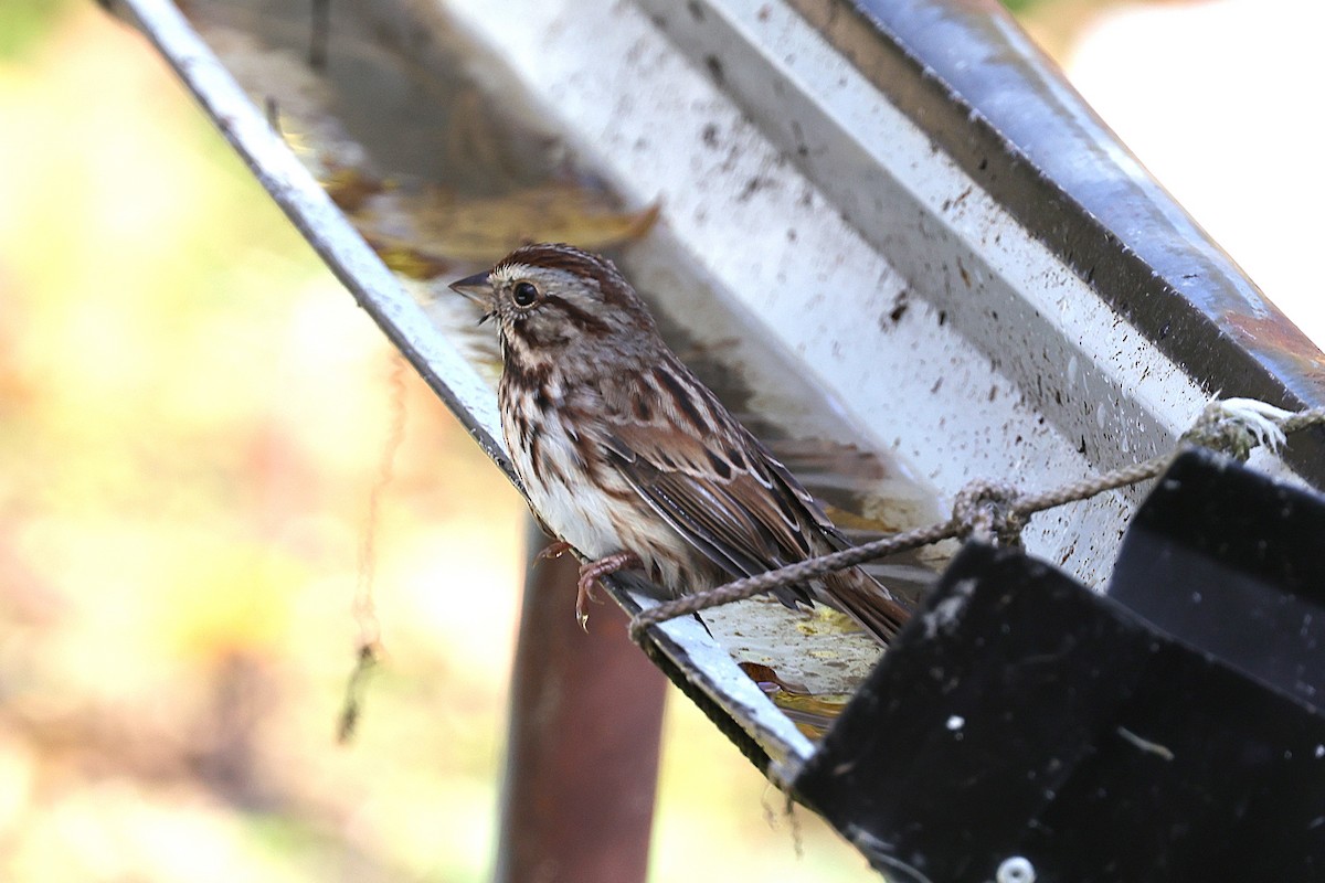 Song Sparrow - ML645254470