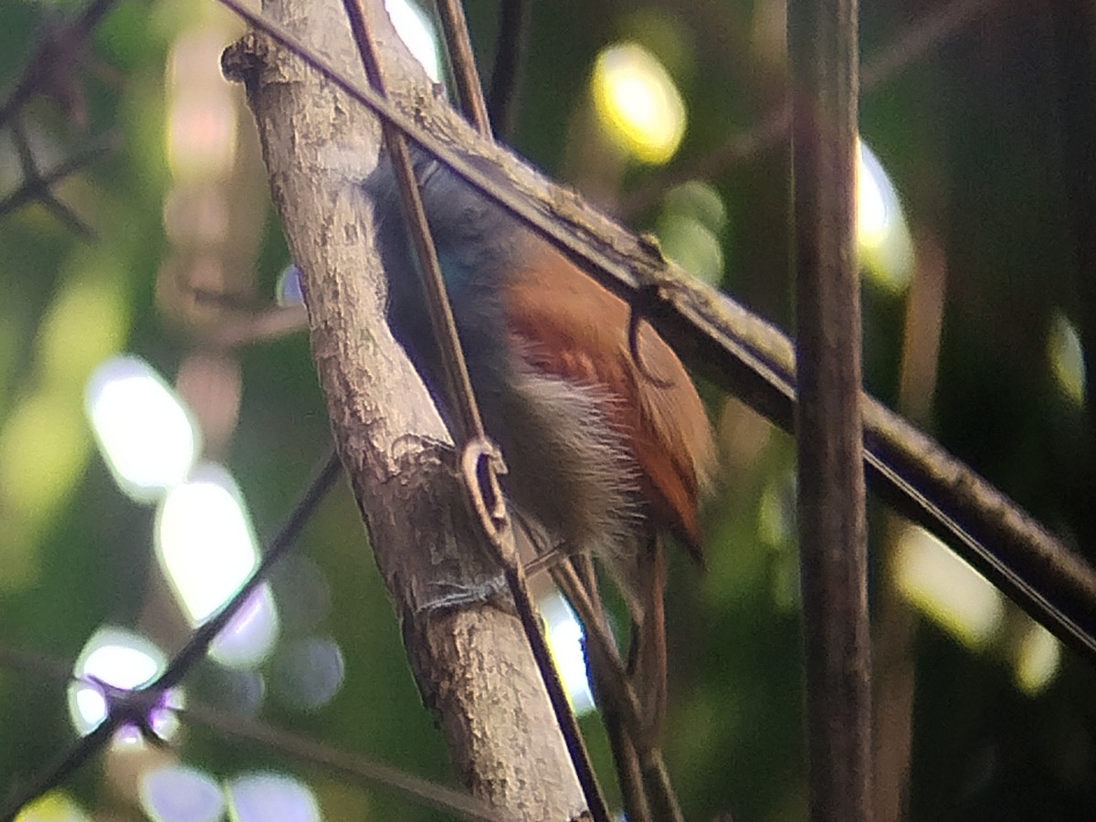 Gray-hooded Babbler - ML645254472