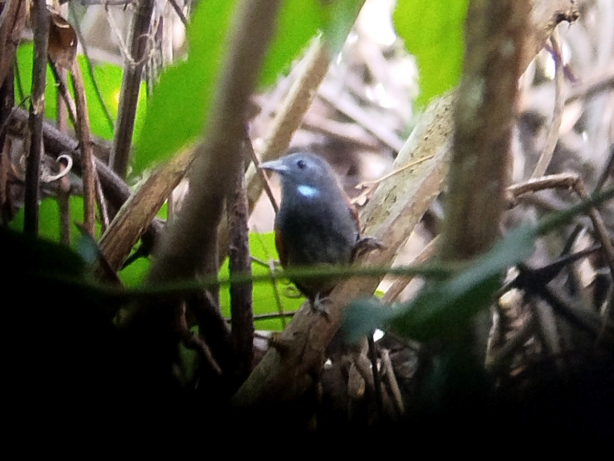 Gray-hooded Babbler - ML645254473