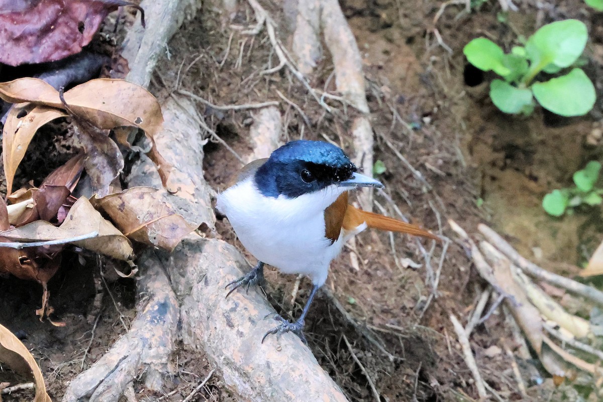 Shining Flycatcher - ML645254474
