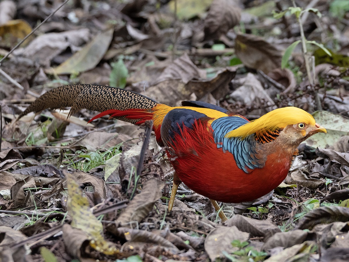 紅腹錦雞 - ML645254475