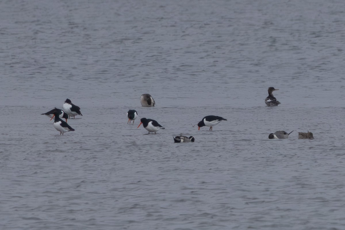 蠣鴴 - ML645254476