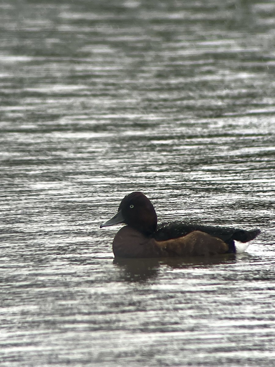 Ferruginous Duck - ML645254477