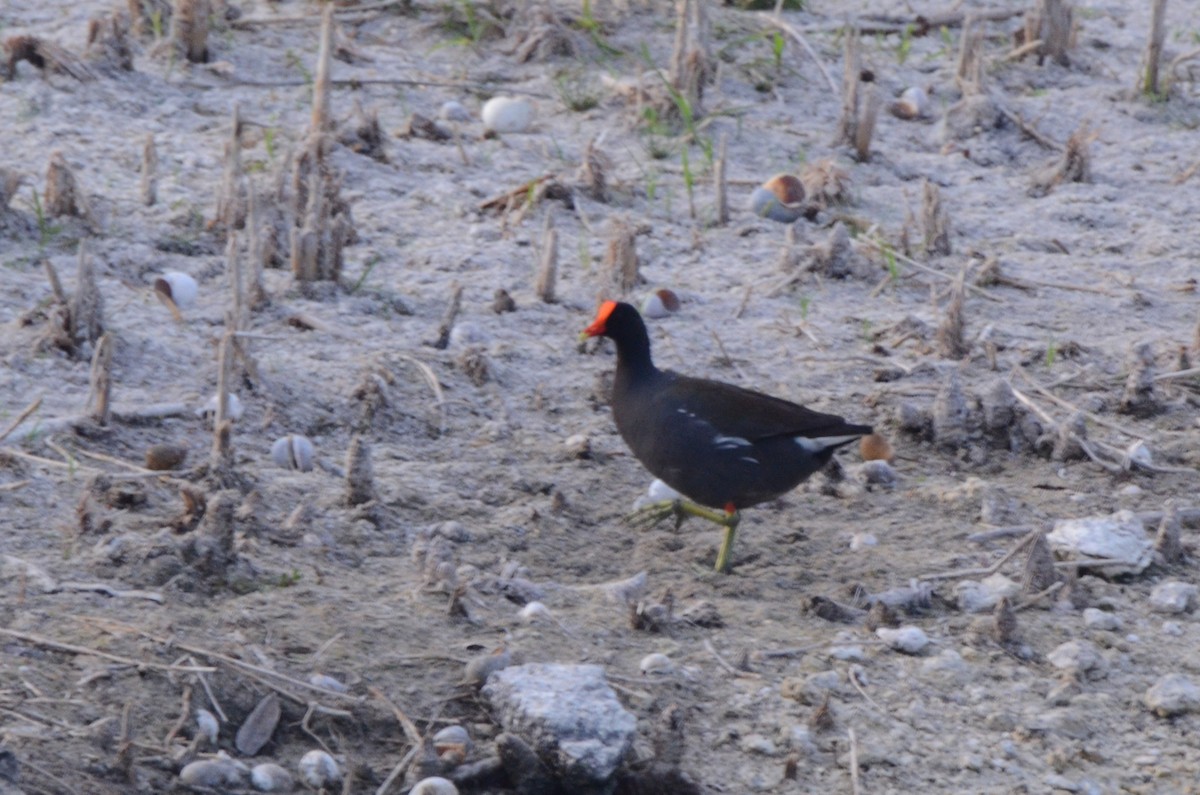 Common Gallinule - ML645254479