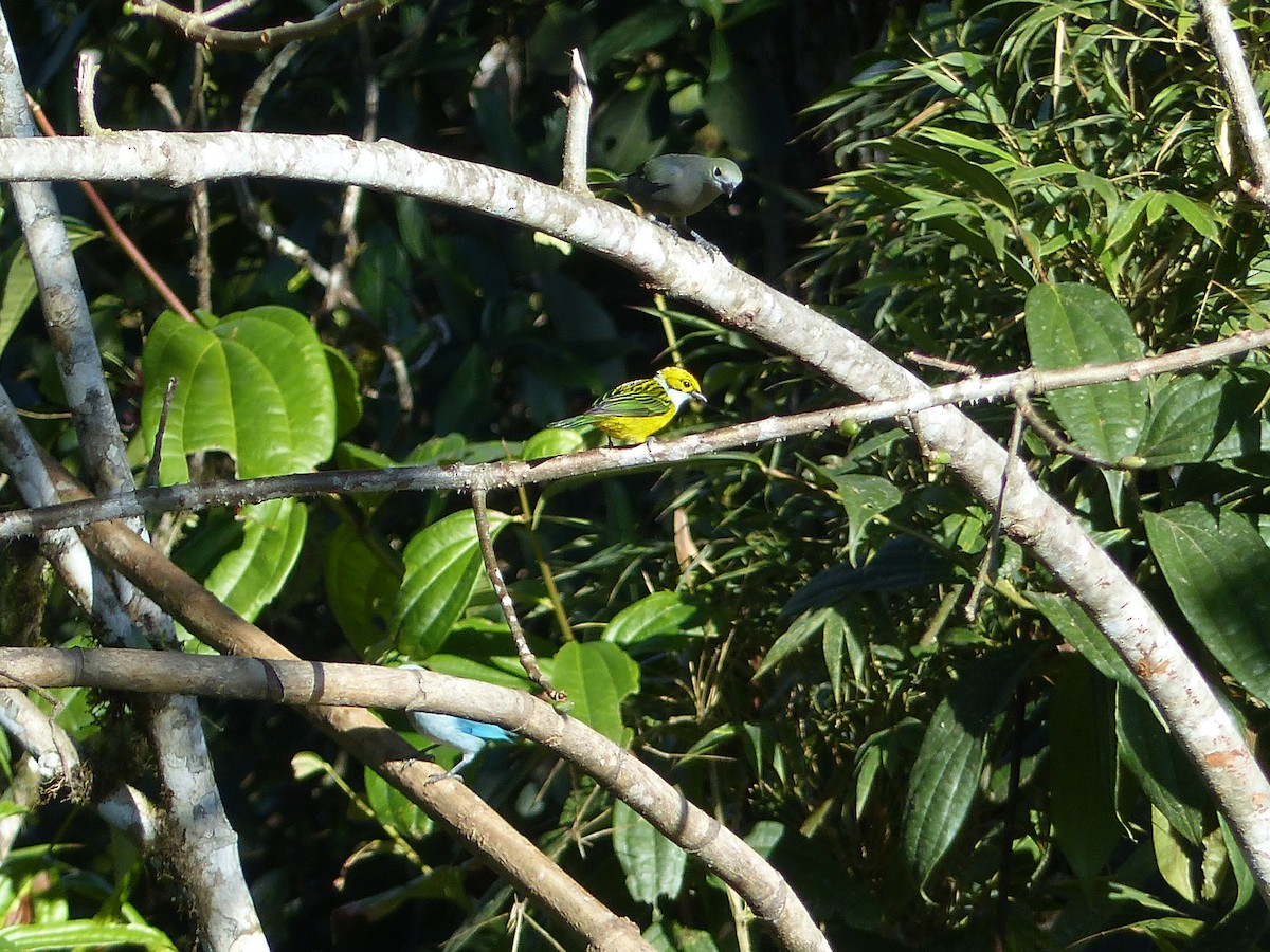 Silver-throated Tanager - ML645254480