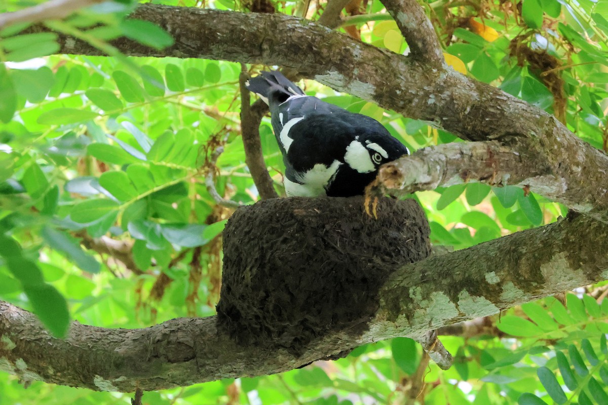 Magpie-lark - ML645254481