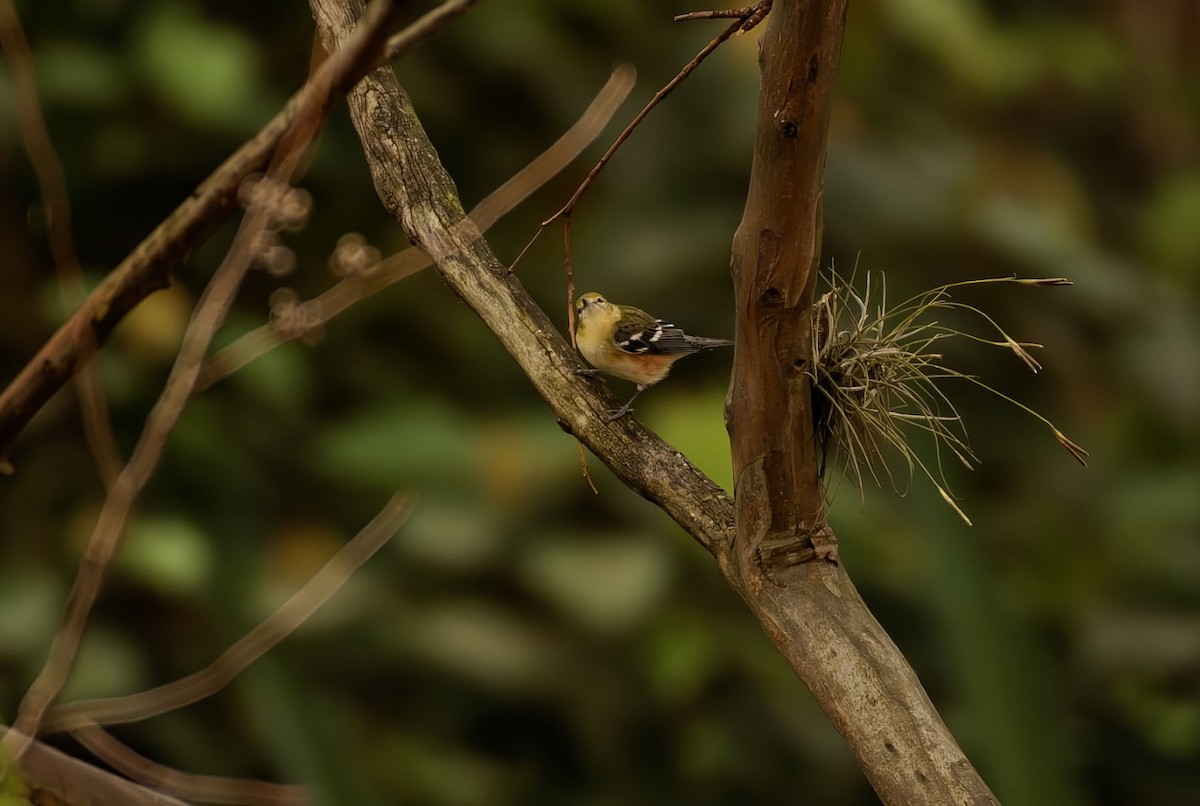 Bay-breasted Warbler - ML645254482