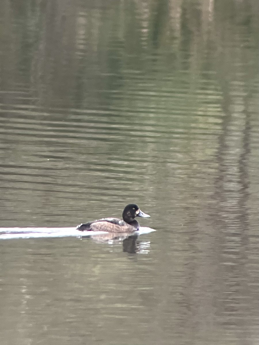 斑背潛鴨 - ML645254483