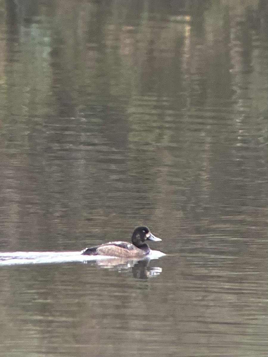 斑背潛鴨 - ML645254484