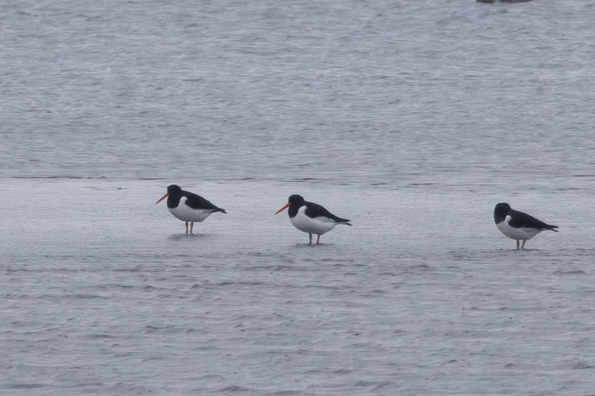 蠣鴴 - ML645254486