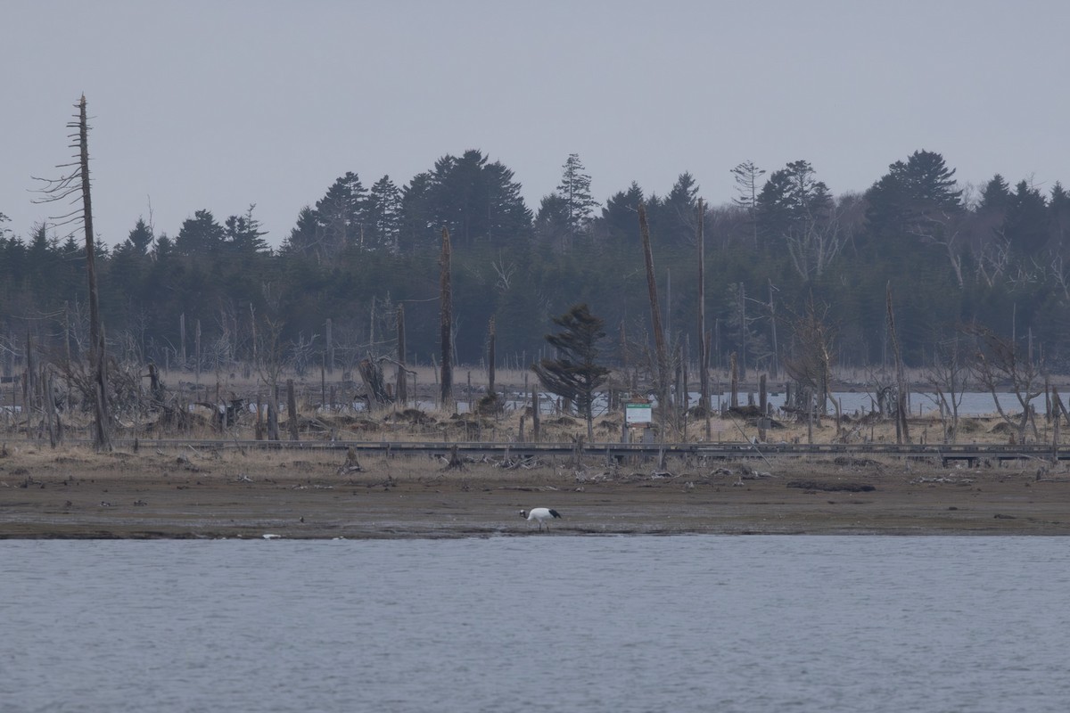 丹頂鶴 - ML645254488