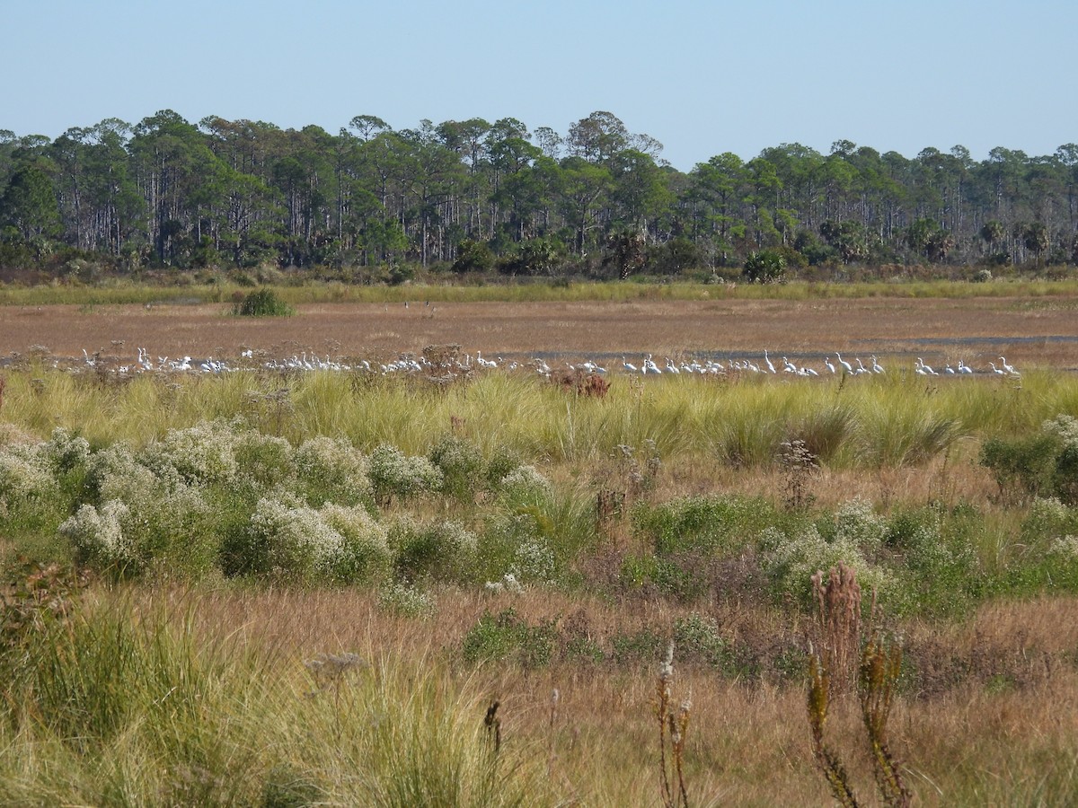 大白鷺 - ML645254489