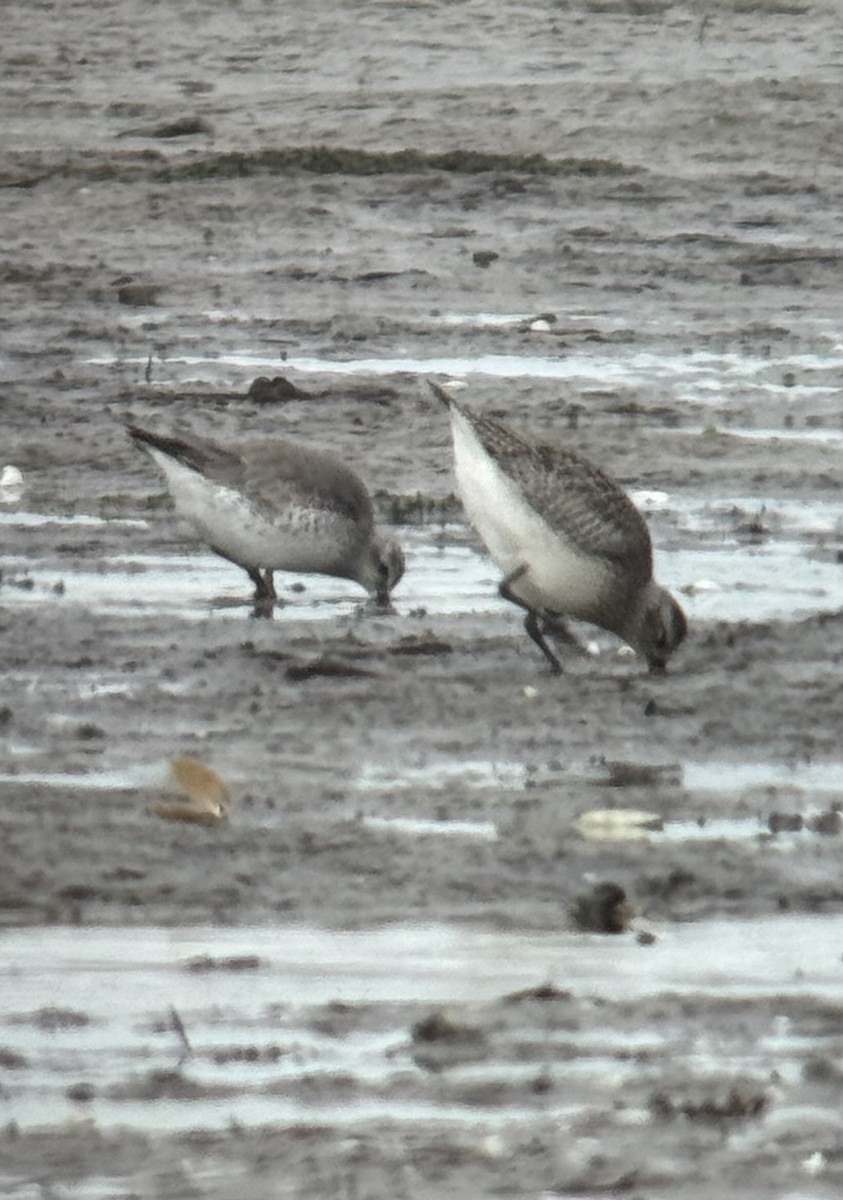 灰斑鴴 - ML645254491